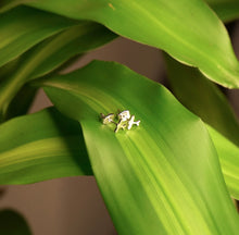 Carica l'immagine nel visualizzatore di Gallery, UDARA Earrings